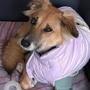 A White-Brown Mix Indie Dog Missing from Hasanpur Road, Sector 70