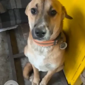A White-Brown Mix Indie Dog Missing from Palam Metro