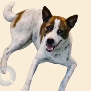 A White-Brown Mix Indie Dog Missing from Basisthpur, Guwahati