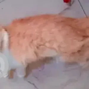 A White-Brown Mix Persian Ragdoll Cat Missing from K Muniyappa Road-2