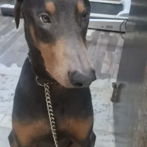 A Black and Brown Doberman Dog Missing from Daryaganj-3