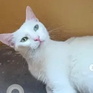 A White Indie Cat Missing from Army Public School, Mekhri Circle