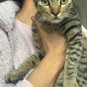 A Black and Brown Indie Cat Found from C9 Vasant Kunj-2