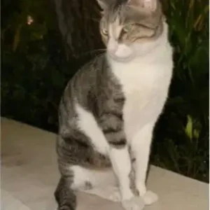 A White and Grey Arabian may Cat Missing from New Bridge Hill 1