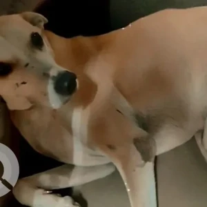 A White-Brown Mix Indie Dog Missing from Khar West, Mumbai