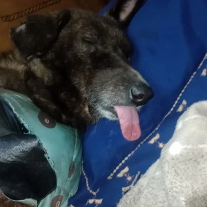 A Black Indie Dog Missing from Tri Nagar, New Delhi