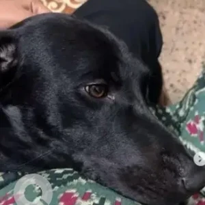 A Black Indie Dog Missing from Basavanagudi, Bengaluru-2