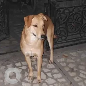 A White-Brown Mix Indie Dog Found from Sector 41