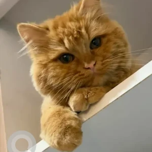 A Orange British Shorthair Cat Missing from Burjuman exit 4 in Al Yousuf Building