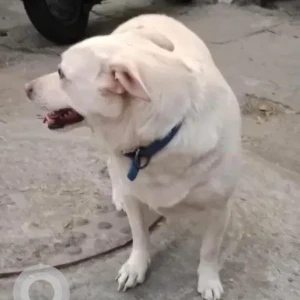 A White Indie mix Dog Found from Shekar hospital, Basavanagudi-4