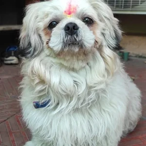 Missing: White Male Shih Tzu Dog from Sector-3, Type-IV, Sadiq Nagar, New Delhi