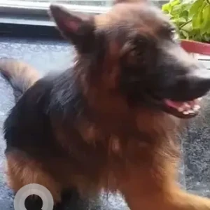 A Black and Brown German Shepherd Dog Found from Ullal main road, Vishweshwaraiah layout 3rd block