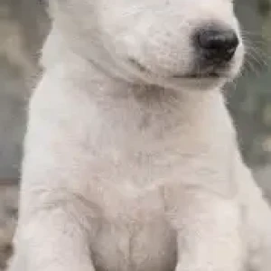 Female Indie Dog Adoption for Adoption in Pune