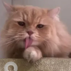 A White-Brown Mix Persian/British Longhair Mix Cat Missing from District 10 Park