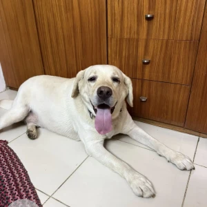 A White Labrador Dog Missing from Bengaluru-2