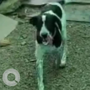 A Black and White Indie Dog Missing from Manjari Budruk, Pune-2