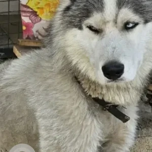 A Grey-White Mix Husky Dog Found from BEML 10th stage, Rajarajeshwarinagar