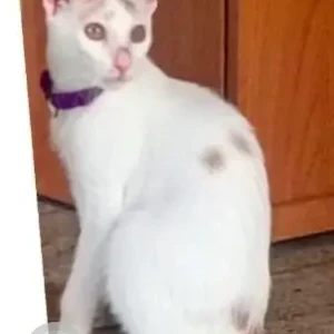 A White Indie Cat Missing from Sampangi Rama Nagar, Bengaluru