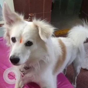 A White-Brown Mix Pomeranian Dog Missing from Isnapur, Isnapur