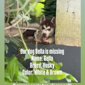 A White-Brown Mix Husky Dog Missing from 