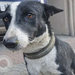 A Black and White Indie Dog Missing from Sector 5, Ulwe