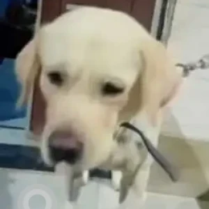 A White Labrador Dog Missing from Mahavir Enclave-3