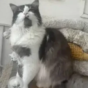 A White and Grey Persian Cat Missing from Bengaluru