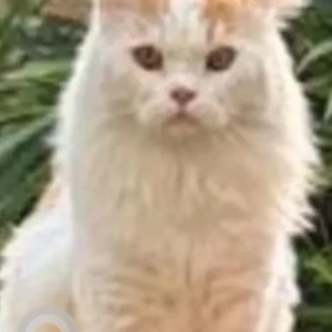 A White-Brown Mix Calico Cat Missing from ATS Pristine