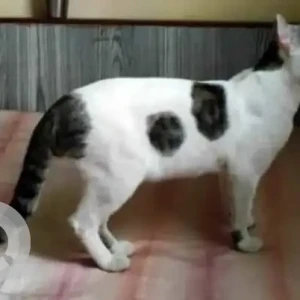A Black and White Indie Cat Missing from Kolathur, Chennai-2