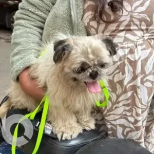 A White-Brown Mix Shih Tzu Dog Found from Kasturi Nagar