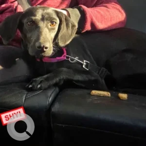 A Black Hound X Dog Missing from Fall River Ave