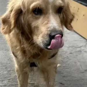 A Brown Golden Retriever Dog Found from Garvebhavi Palya-2