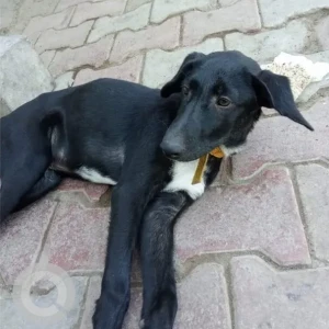 A Black and White Indie Dog Missing from Baner, Pashan Aundh