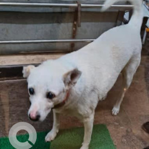A White Indie Dog Missing from Basaveshwar Nagar, Bengaluru-2