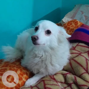 A White Pomeranian Dog Missing from Patel Nagar, New Delhi-3