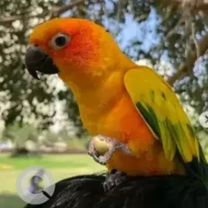 A Orange Sun Conure Bird Missing from Cox Town near Windsor