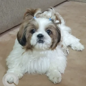 A White-Brown Mix Shihtzu Dog Missing from Carmelaram janatha coloney, Doddakanelli Area