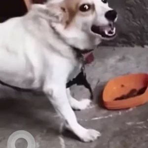 A White-Brown Mix Pomeranian Dog Missing from Tuni Toll Gate-2