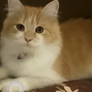 A White-Brown Mix Persian Cat Missing from Sector 67, Mohali-2