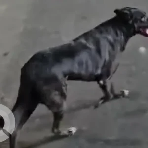 A Black Indie Dog Found from Yamuna ghat-2