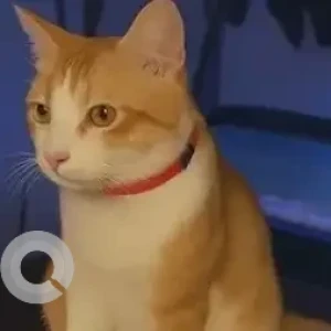 A White-Brown Mix Indie Cat Missing from 6th Main Road, BDA Quarters, Domlur