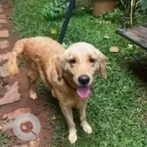 A White-Brown Mix Golden Retriever Dog Found from Shivaji Nagar, Bengaluru
