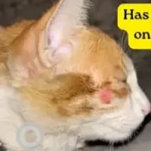 A Orange Indie Cat Missing from Viswas Rhythm Apartment Jakkur-2