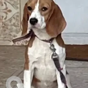 A White-Brown Mix Beagle Dog Missing from Calangute beach road