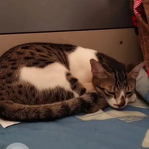 A White-Brown Mix IndieChingi Cat Missing from Hadapsar, Pune