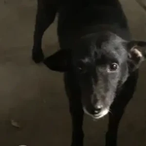 A Black Indie Dog Missing from LIG Flats, Ekta Square, DDA Flats Kalkaji-2