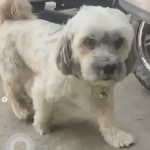 A White-Brown Mix Lasha Apsho Dog Missing from Ganigarapalya Hoshalli Cross-3