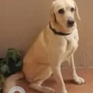 A White Labrador Dog Missing from NGV park back gate, Koramangala-2