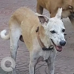 A White-Brown Mix Indie Dog Missing from Khar West, Mumbai