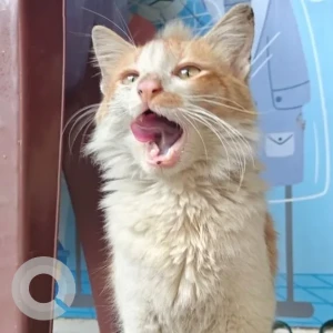 A Orange Ginger Cat Found from BTM Layout 2nd Stage